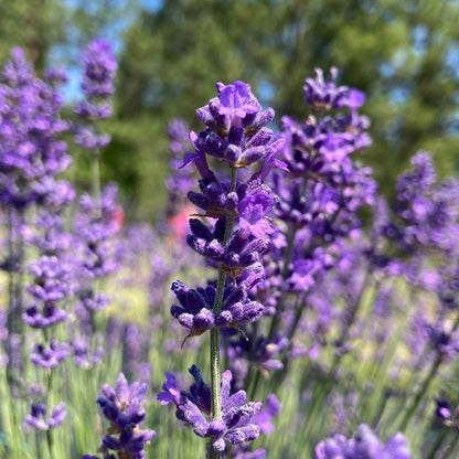blue scent lavender plant Pacific Blue English Lavender