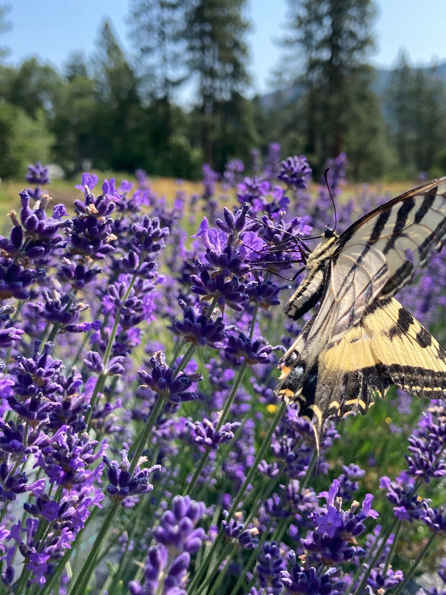 Pacific Blue Lavender with butterfly