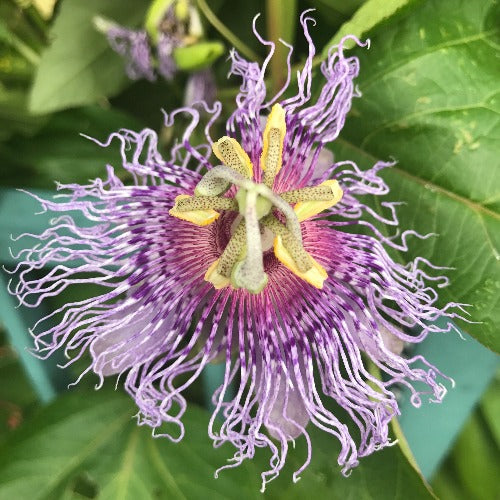 Passion Vine flower