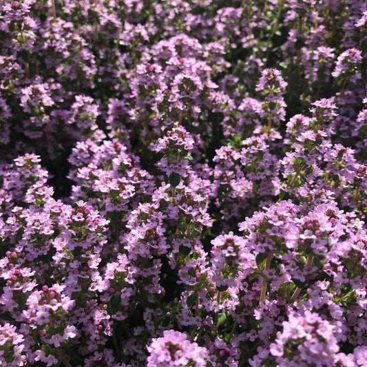 Passion Pink Thyme