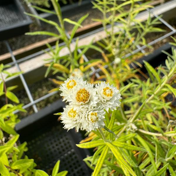 Anaphalis margaritacea  'Pearly Everlasting'