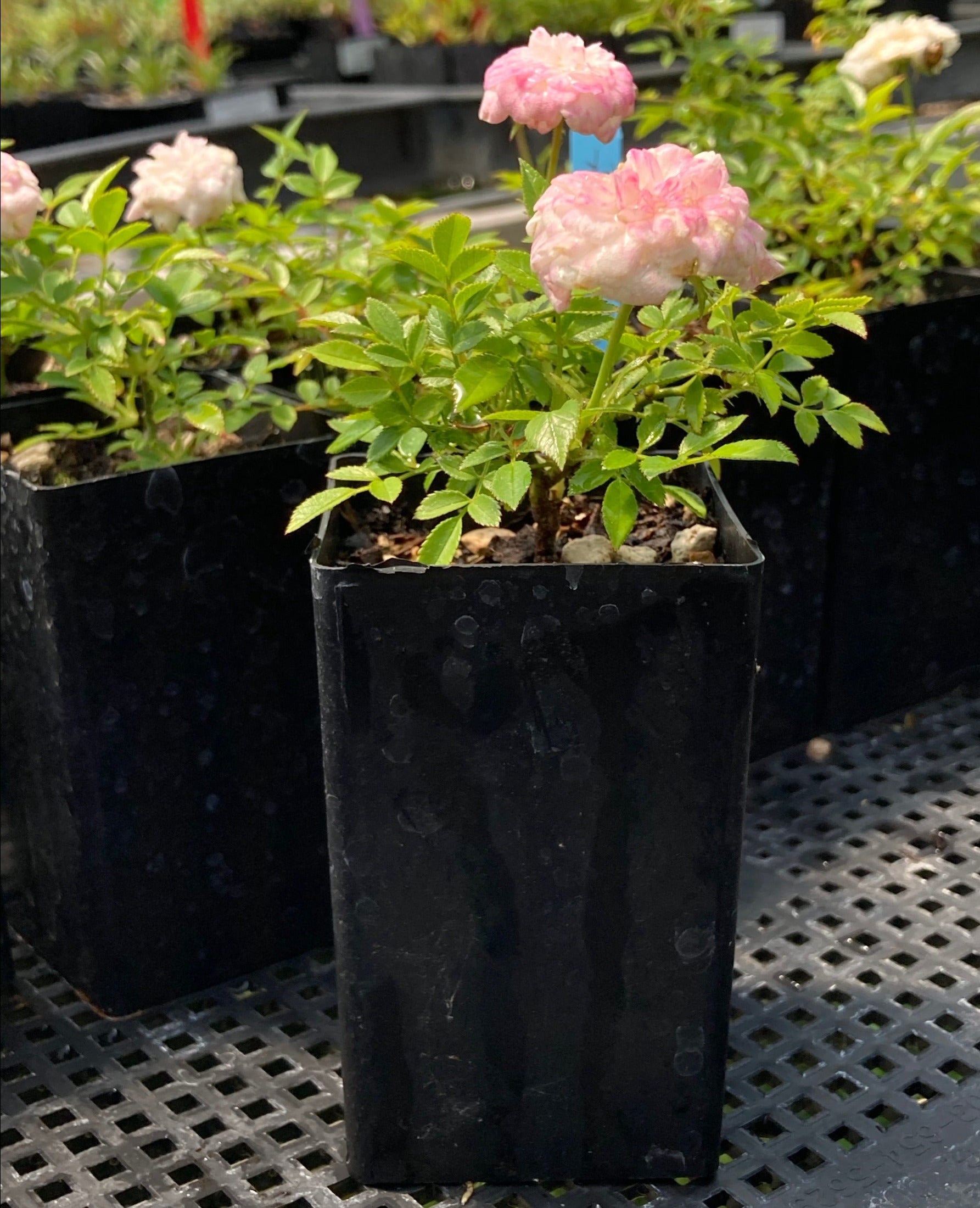 small indoor rose plants Rosa 'Peggy's Pink' (miniature rose)