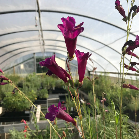 Penstemon Blackbird flowers