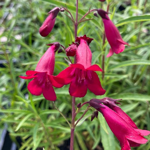 Penstemon 'Garnet' flowers
