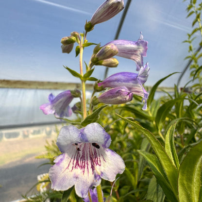 Blooming Purple Passion Penstemon with white and purple flowers
