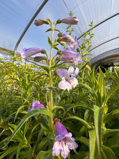 Penstemon 'Purple Passion'