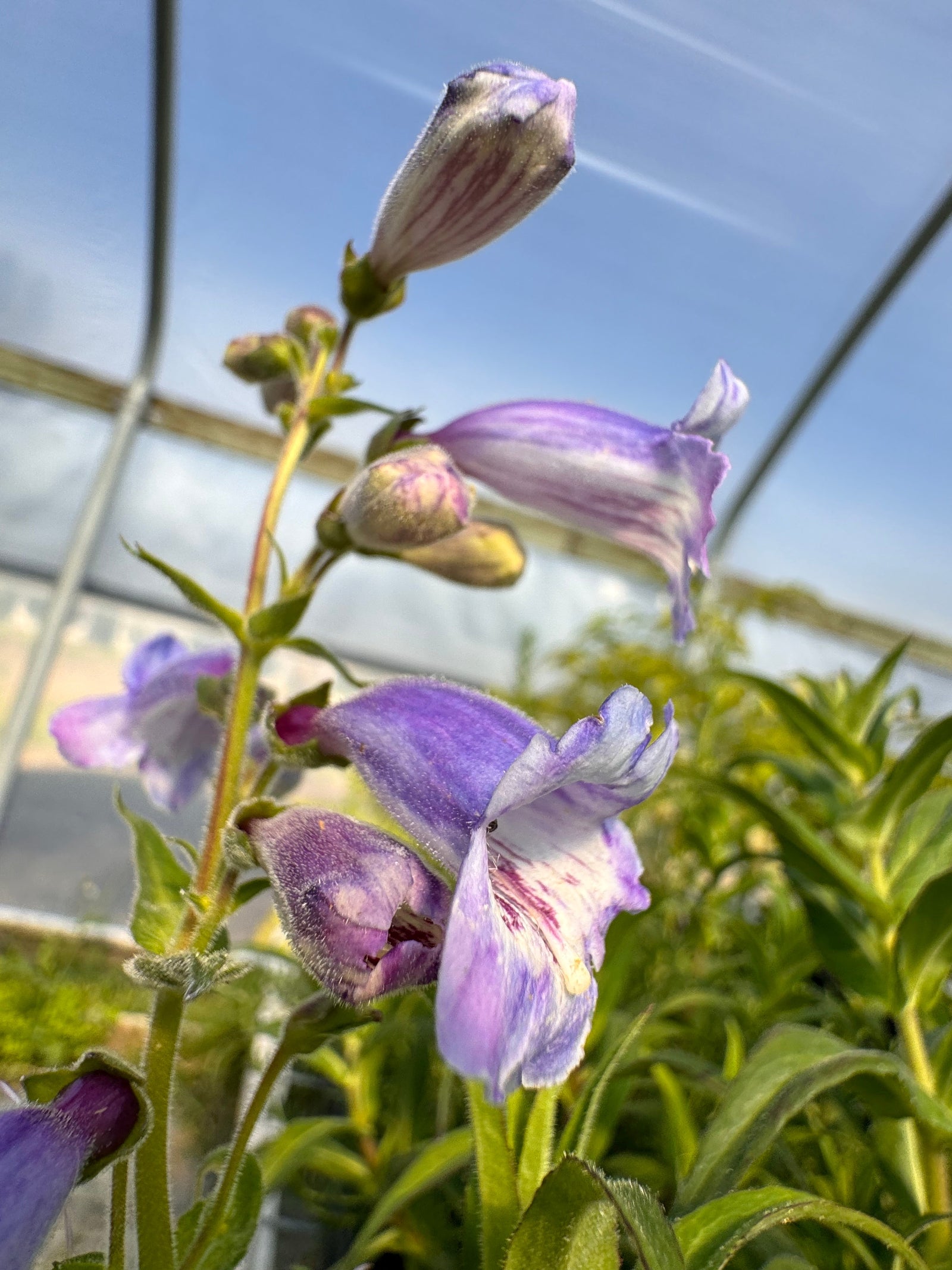 Purple Passion Penstemon | Long-Blooming Purple Perennial  Charsaw Farms