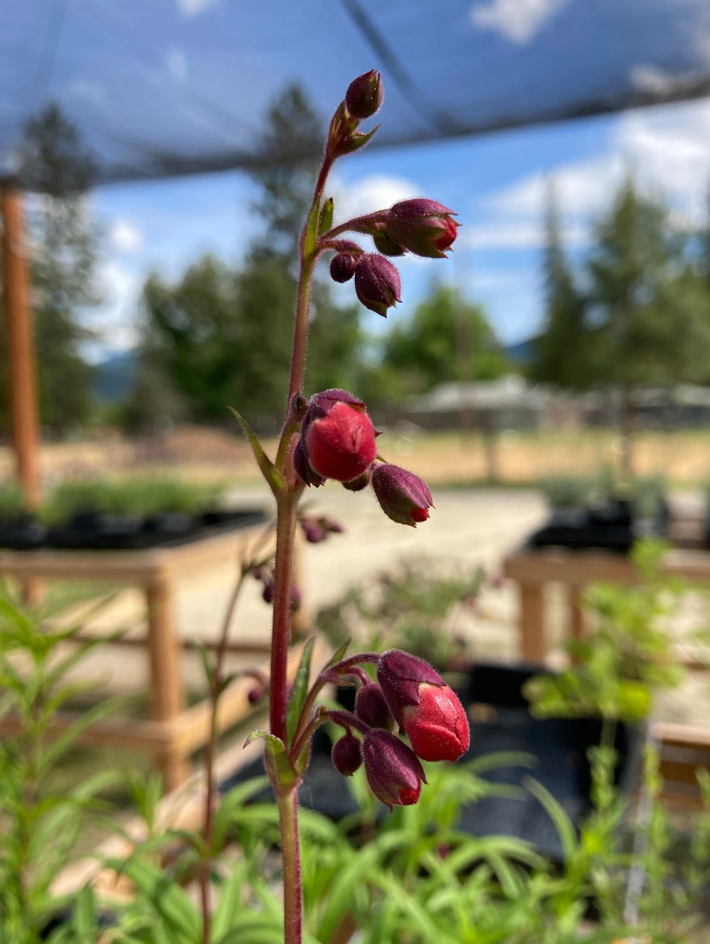 Penstemon 'Red Trumpet' buds