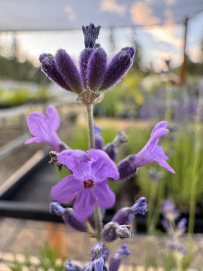 Peter Pan lavender growing in a pot outside at Goodwin Creek Gardens
