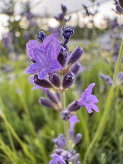 Lavandula angustifolia 'Peter Pan' Lavender