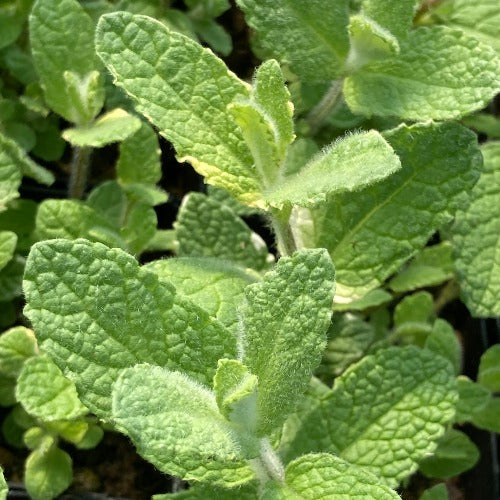 Pineapple mint plant with green leaves and creamy white variegation growing in a garden bed