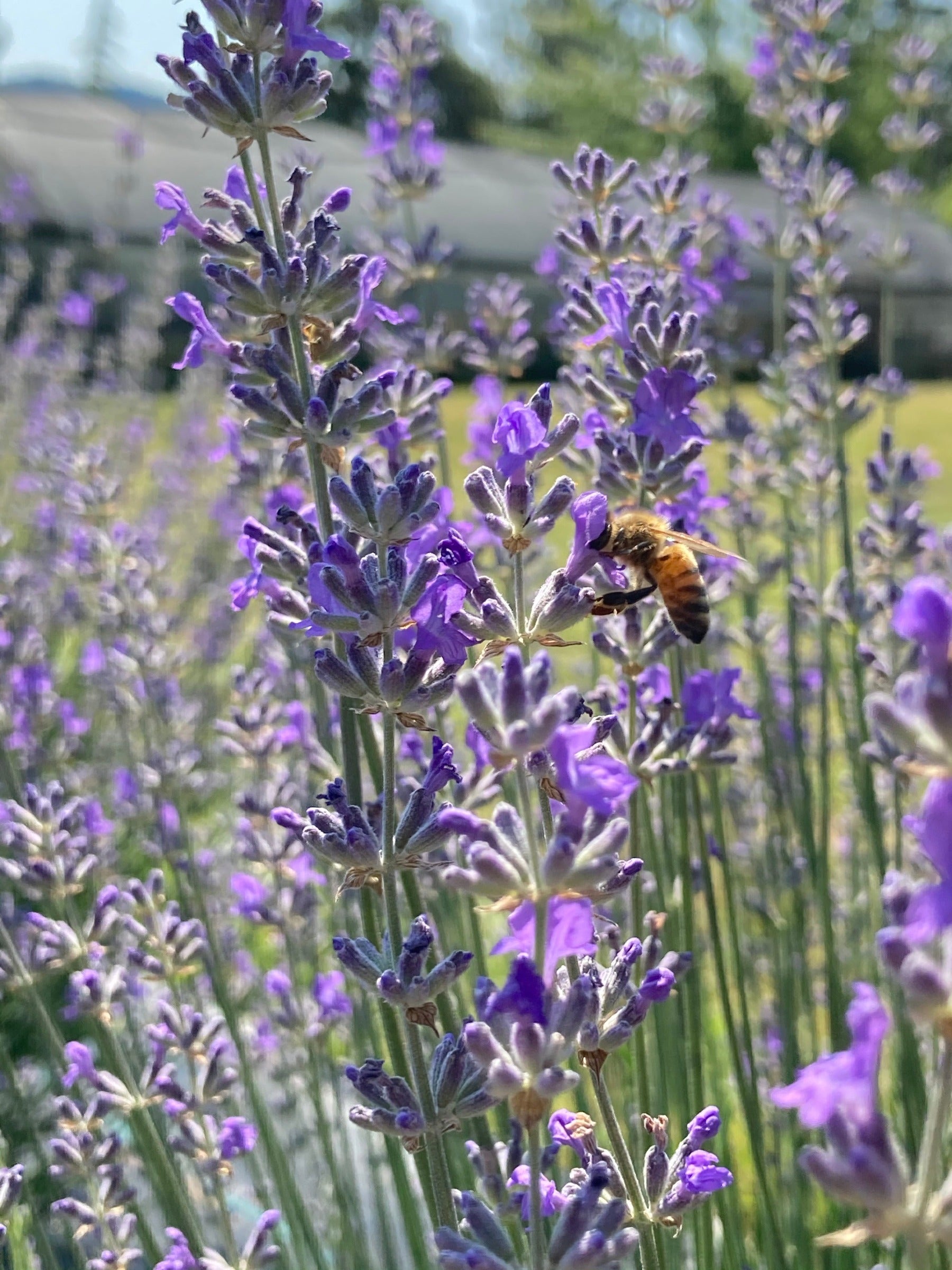 blue lavender plants Lavandula angustifolia 'Princess Blue' | Potted Lavender Plant