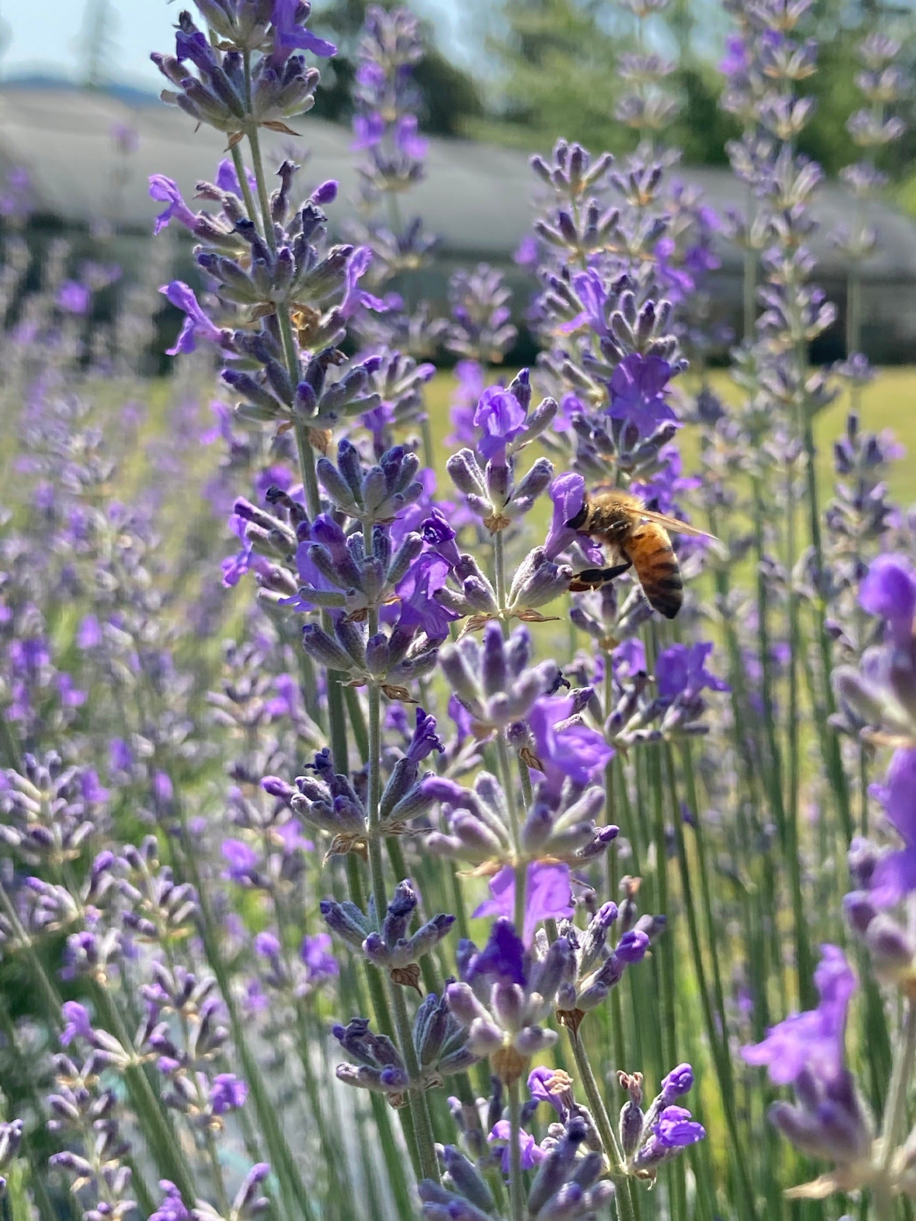 Princess Blue Lavender with visiting bee