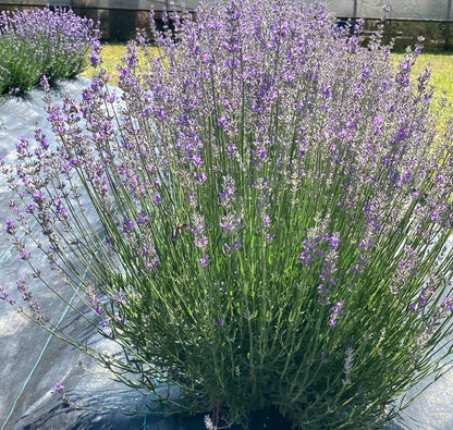 Princess Blue Lavender row