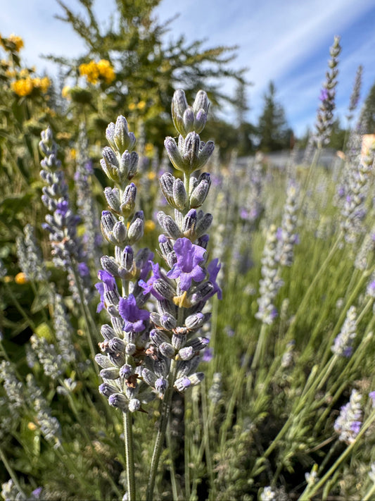 Lavender flowers in a field with trees and blue sky in the background