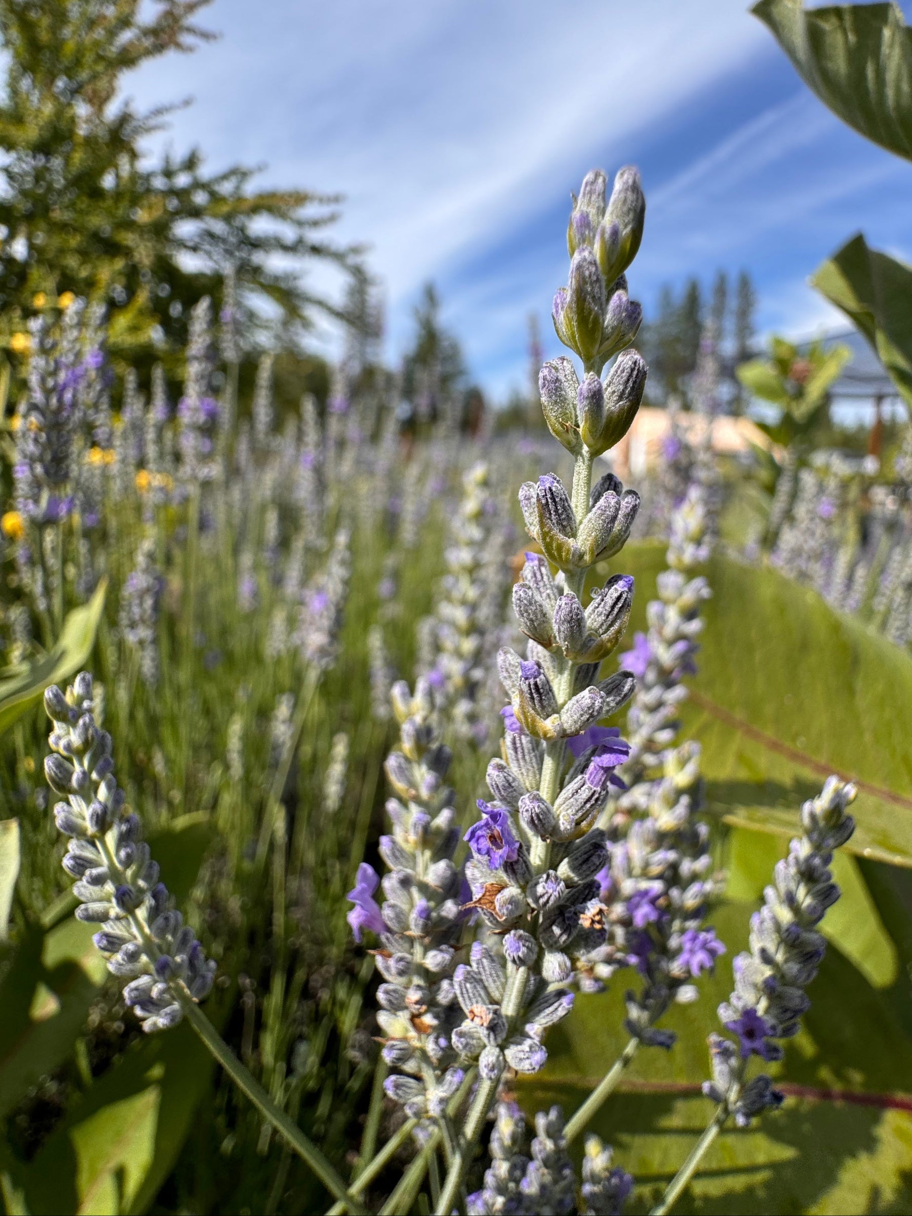 Lavandin Lavender Plants | Long-Stem Lavender for Drying & Crafts