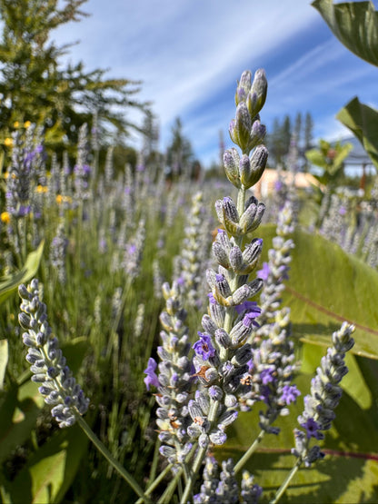 french provence lavender plants Lavandin 'Provence' Lavender