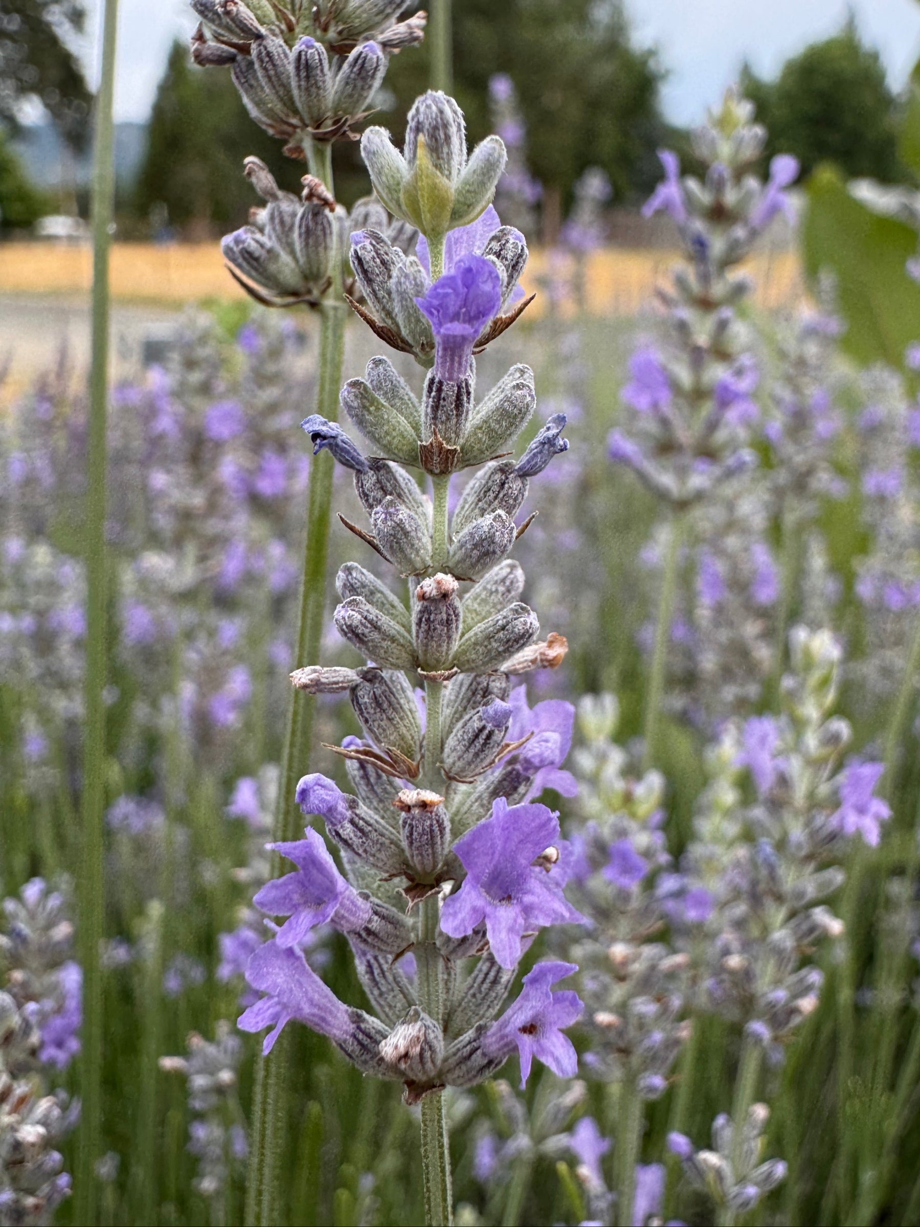 provence lavender seeds for sale Lavandin 'Provence' Lavender