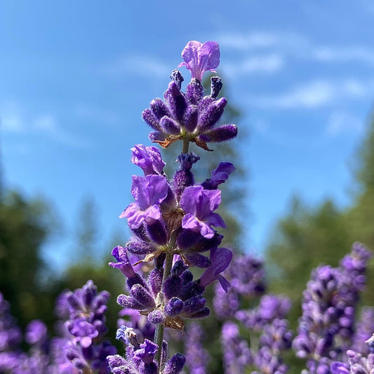 Purple Bouquet Lavender