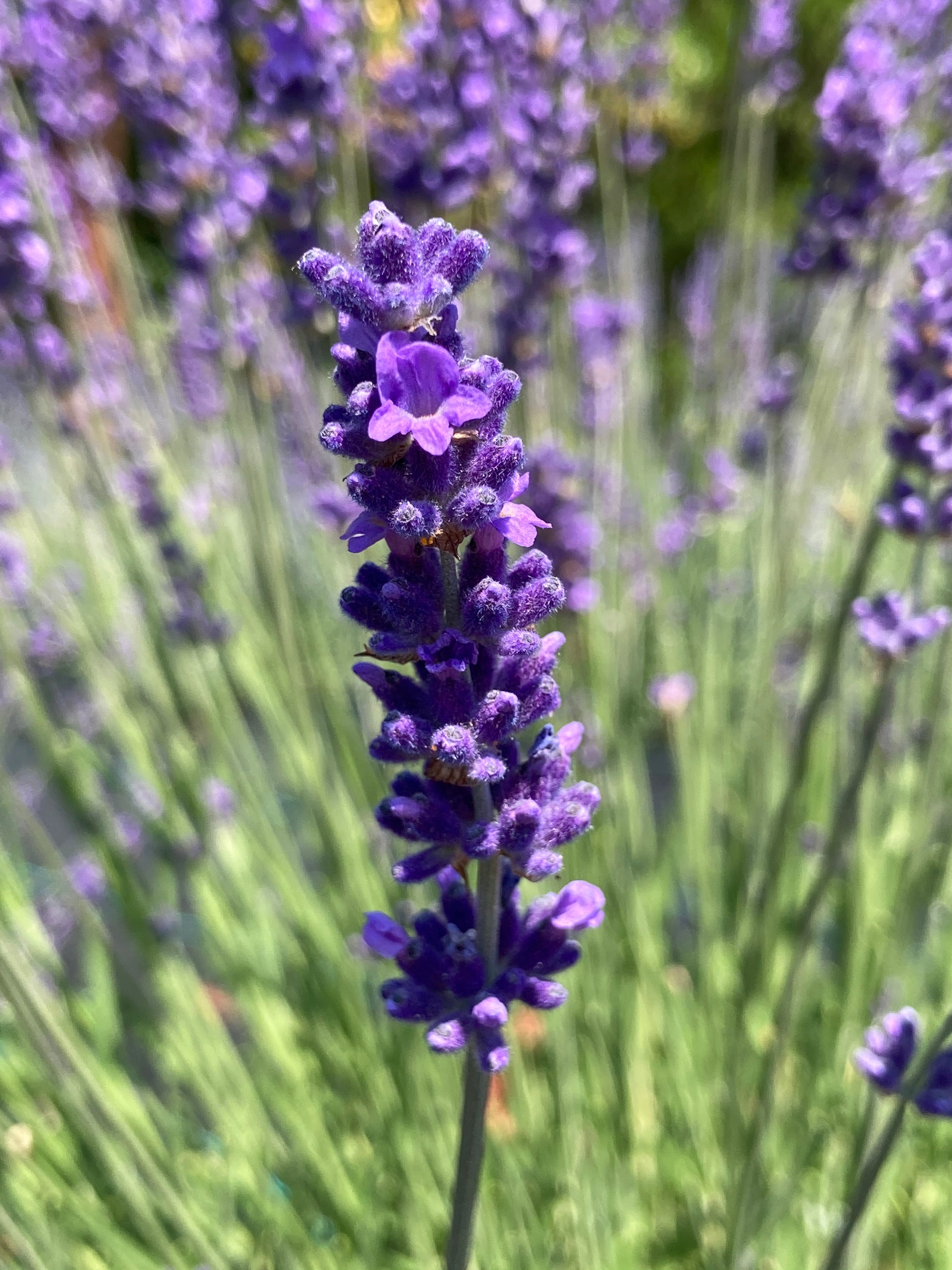 flower bouquet with lavender Lavender 'Purple Bouquet'
