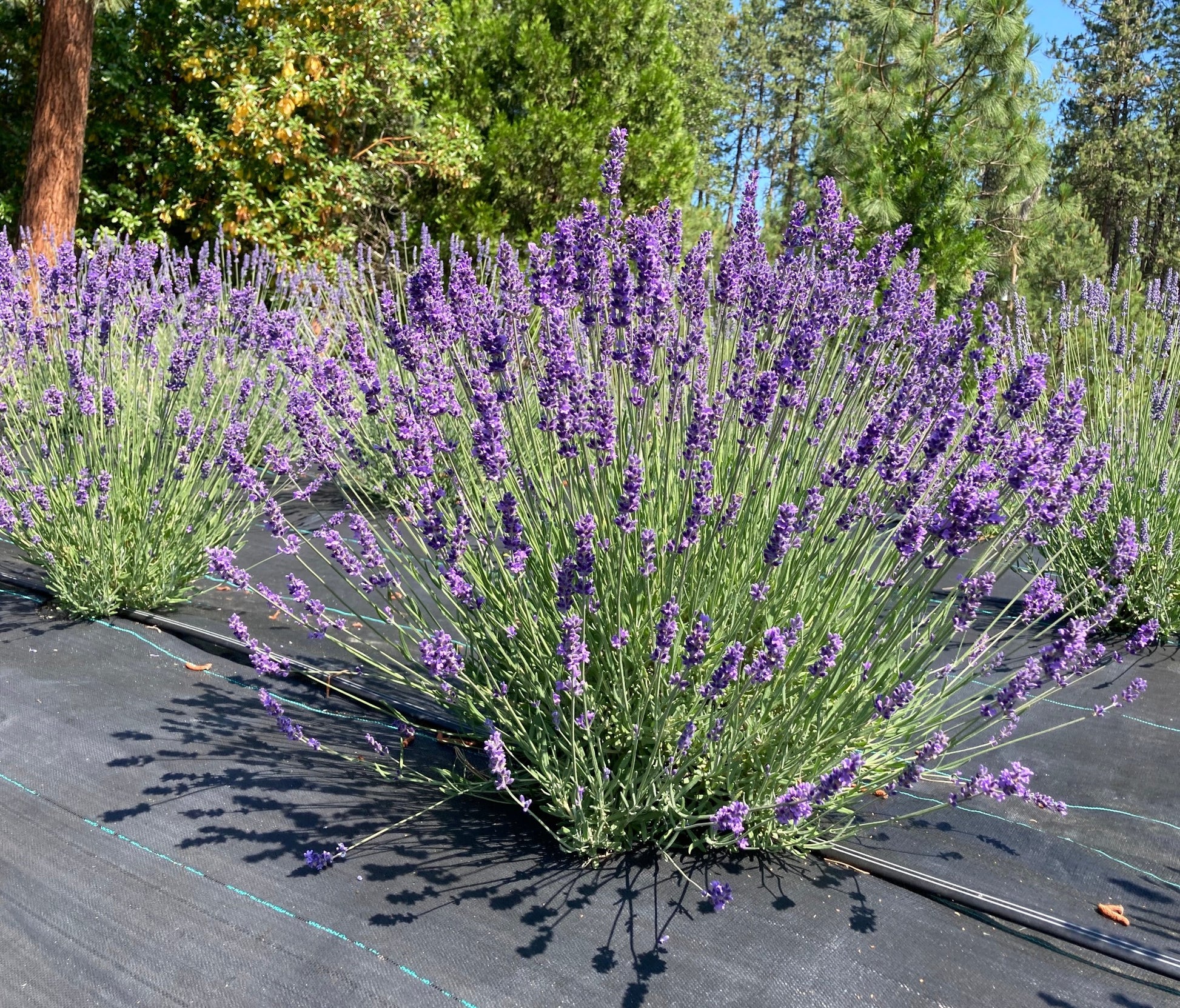 Purple Bouquet lavender plant