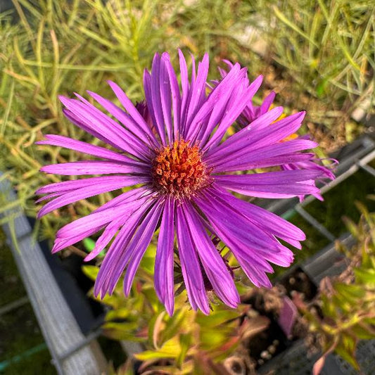 Aster 'Purple Dome" singular bloom