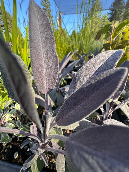 Salvia officinalis 'Purpurascens' (purple sage)