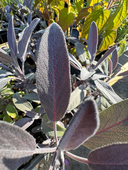 Salvia officinalis 'Purpurascens' (purple sage)