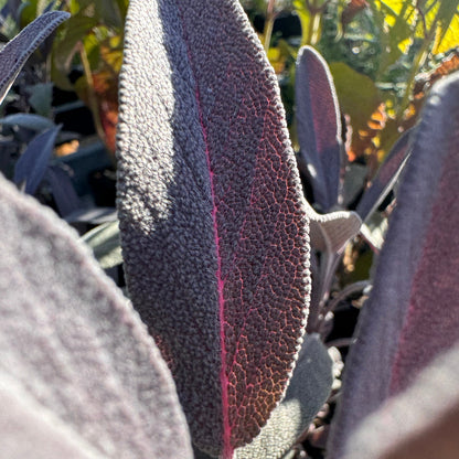 Purple sage plant with deep purple leaves and purplish-blue flowers growing in full sun