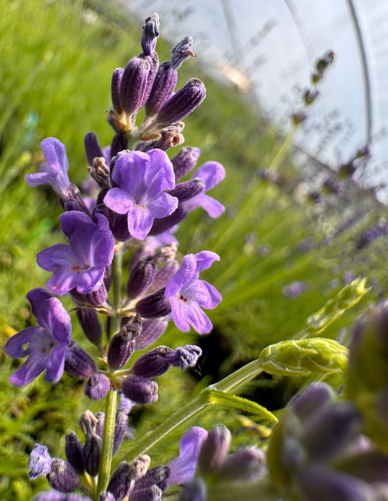where to purchase lavender plants near me Rebecca Kay Lavender | Compact English Lavender