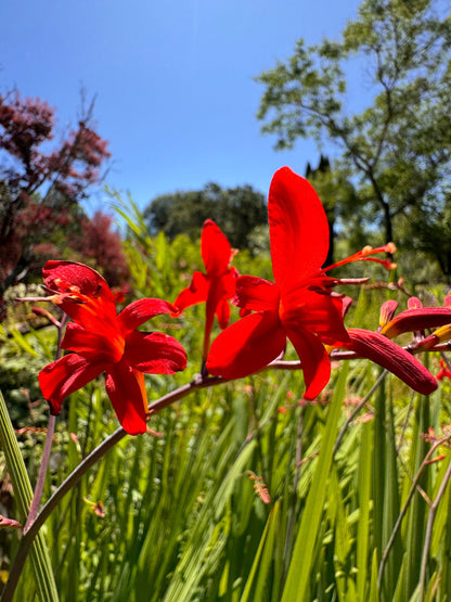 Red flowers with green foliage and blue sky in the background