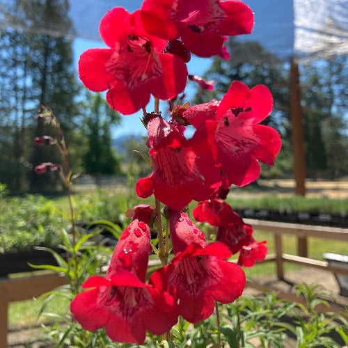 Penstemon 'Red Trumpet' blooming