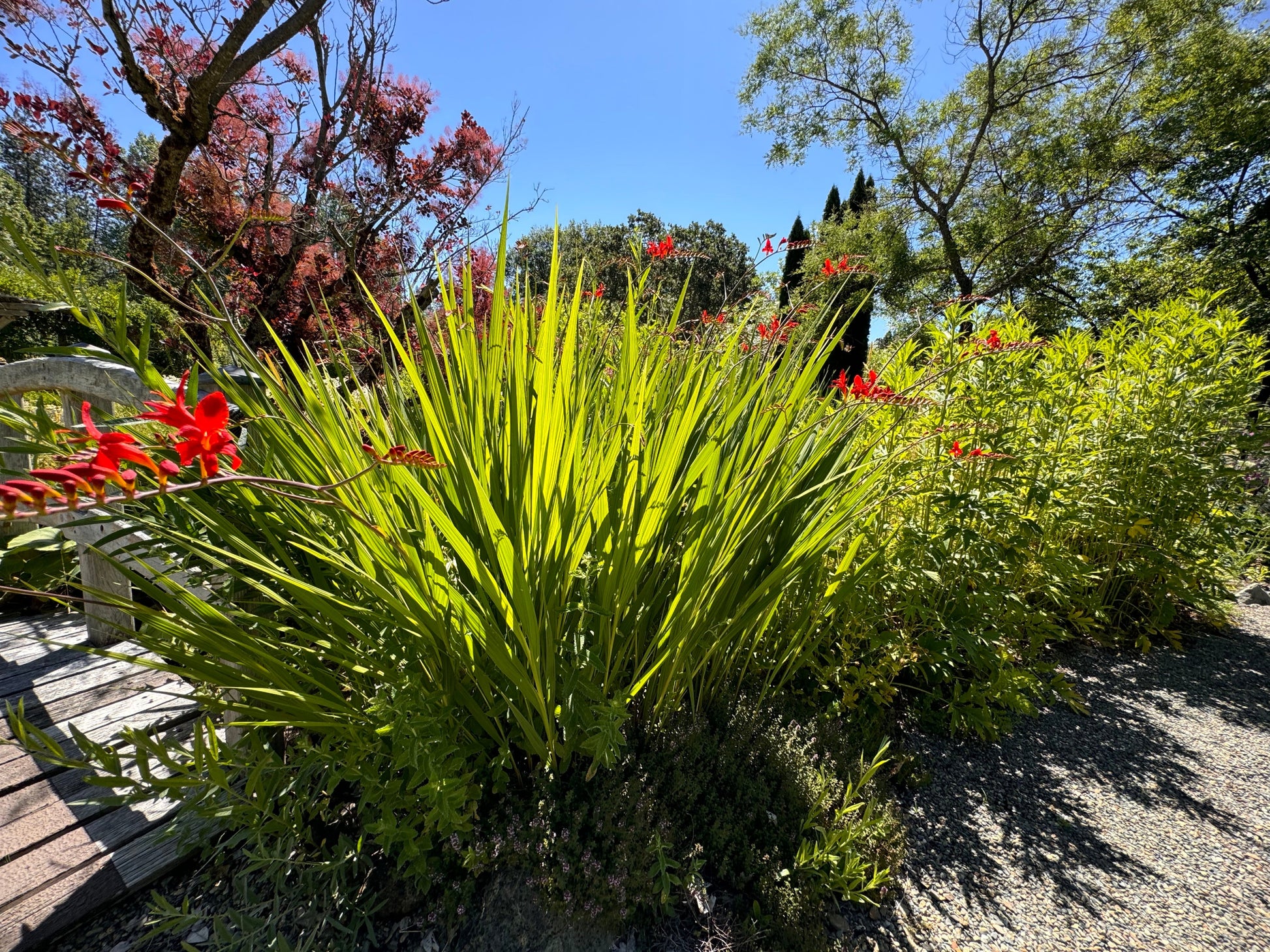Garden scene with green plants and red flowers under a clear blue sky.