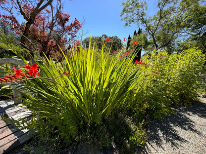 Garden scene with green plants and red flowers under a clear blue sky.