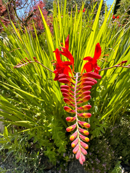Red flowers with green leaves in a garden setting