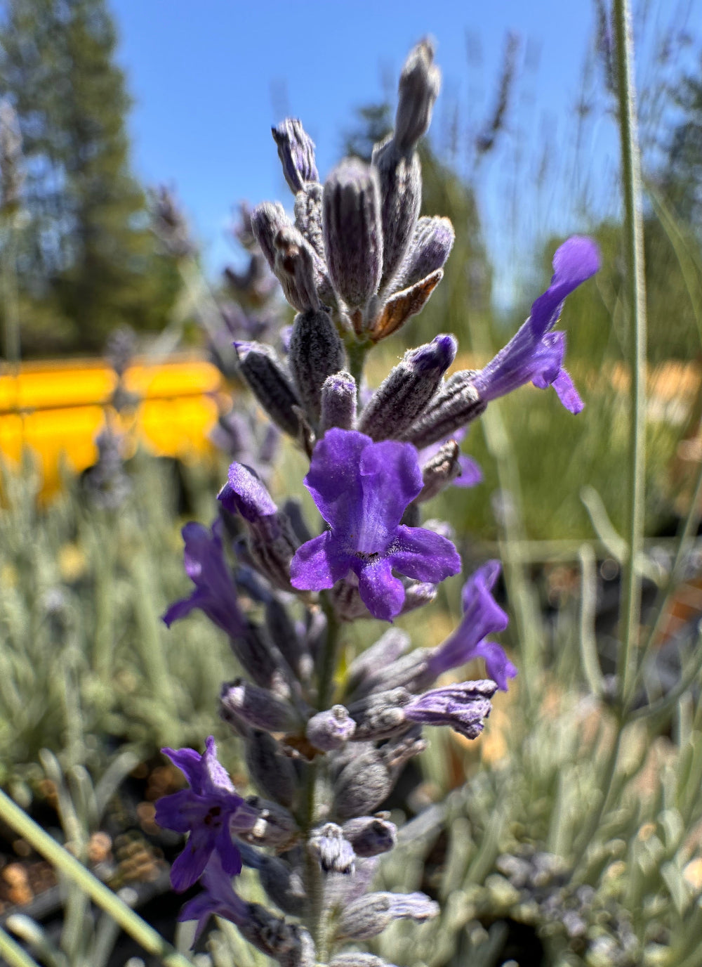 lavender plant turning grey Richard Grey Lavender | Silvery Foliage Lavender