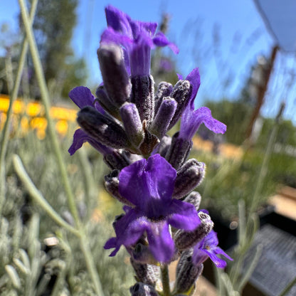 Lavandula chaytorae Richard Gray lavender in bloom