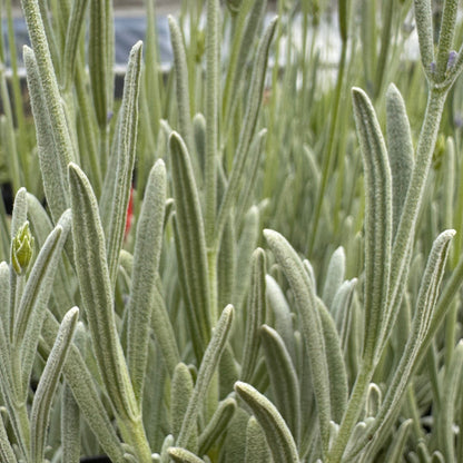 Richard Gray lavender silver foliage close up