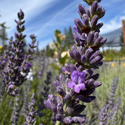 Riverina Alan lavender spike in bloom with dark purple and blue sky