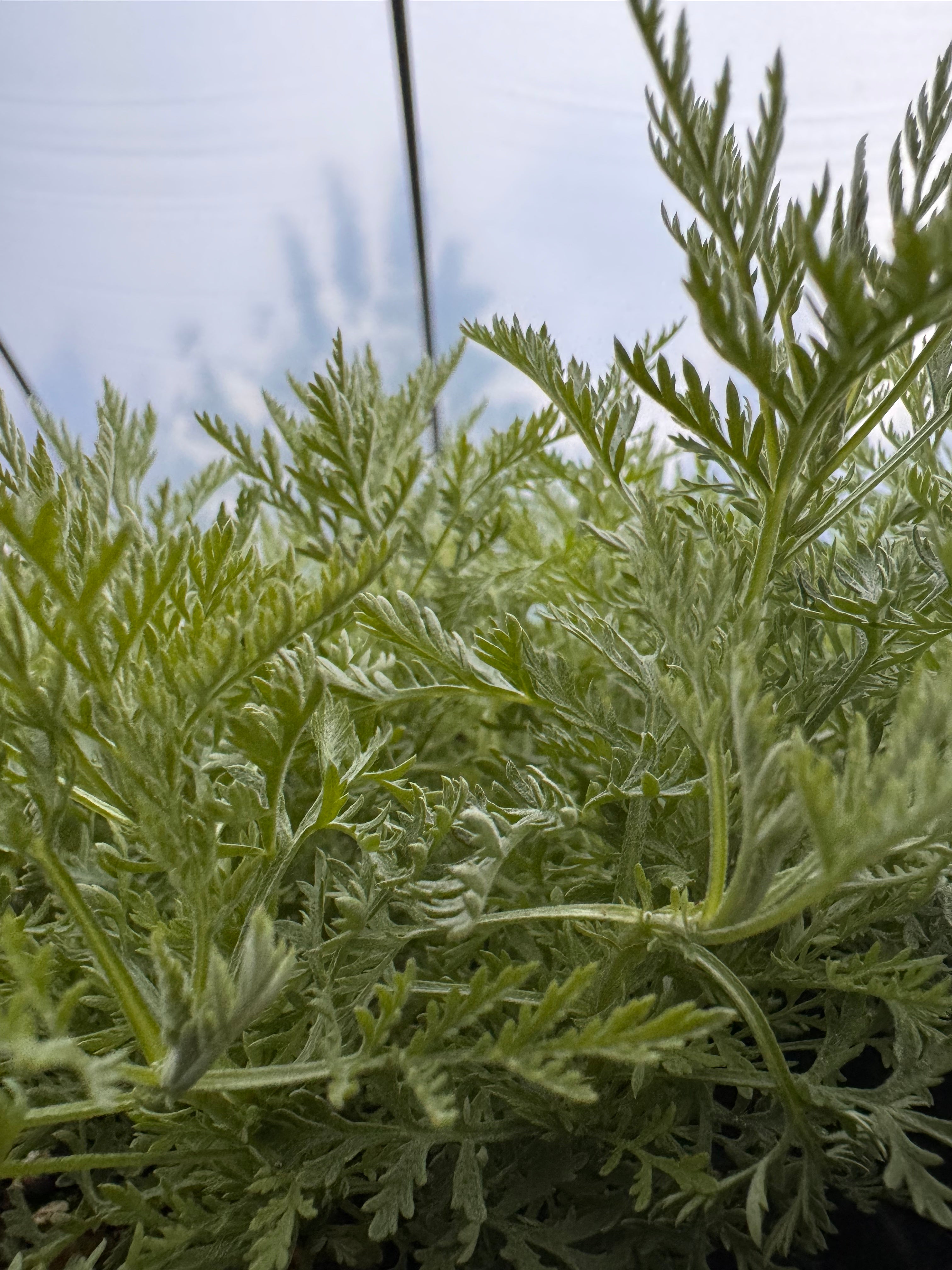 Roman Wormwood Plant | Silver Foliage Artemisia  Charsaw Farms