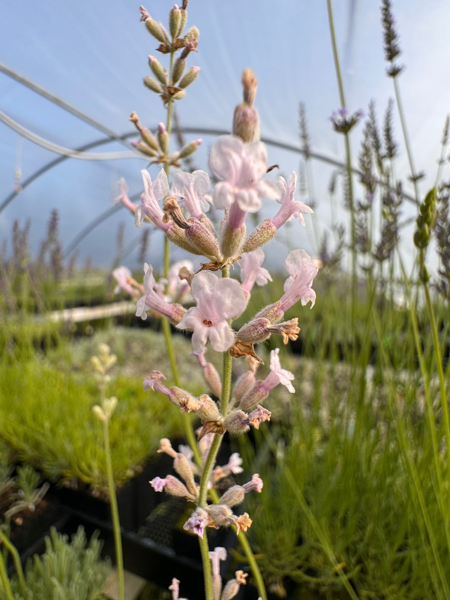Lavandula angustifolia 'Rosea' Lavender