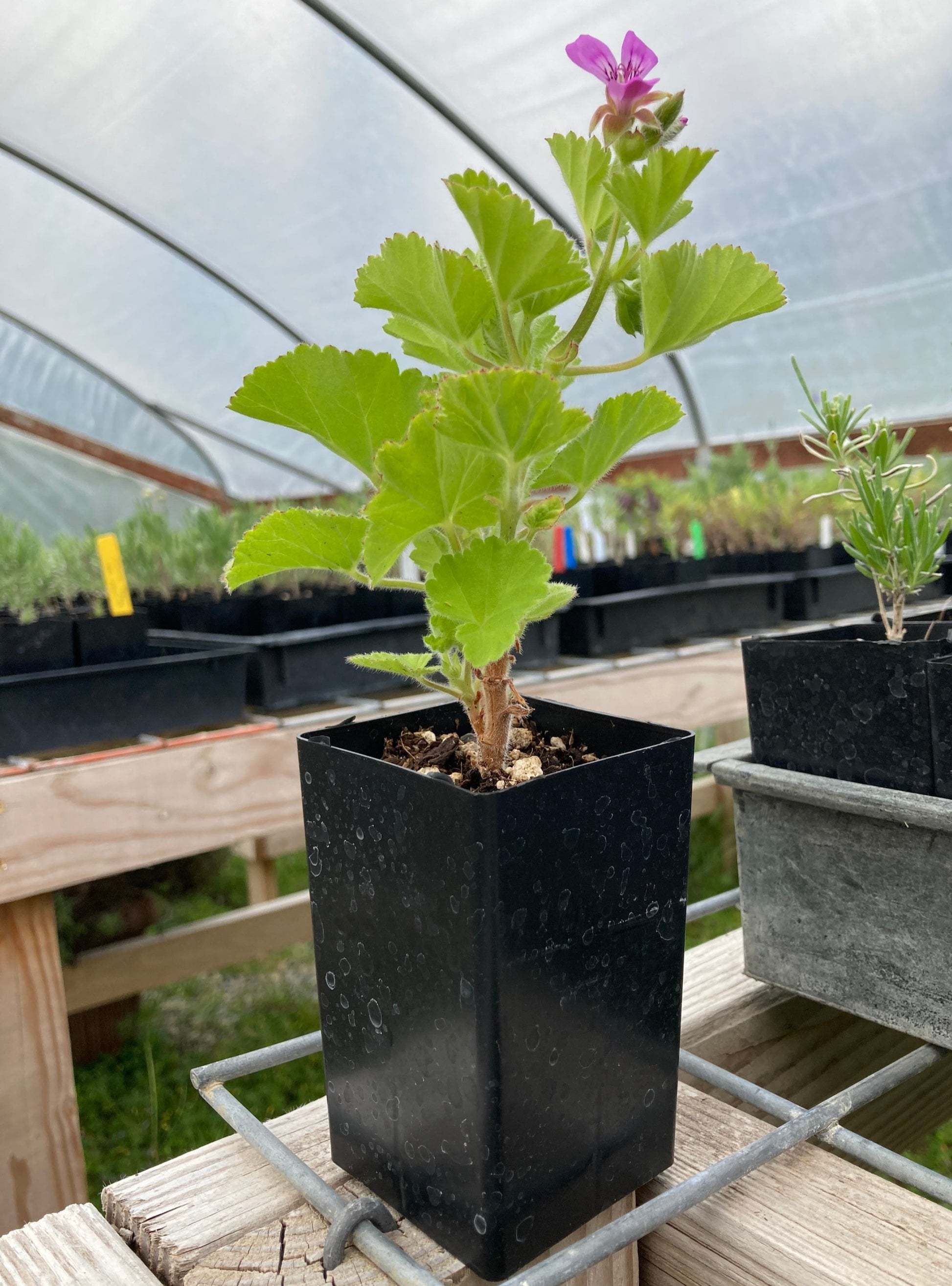 geranium potted plant Pelargonium 'Round Leaf Rose' Rose-scented Geranium