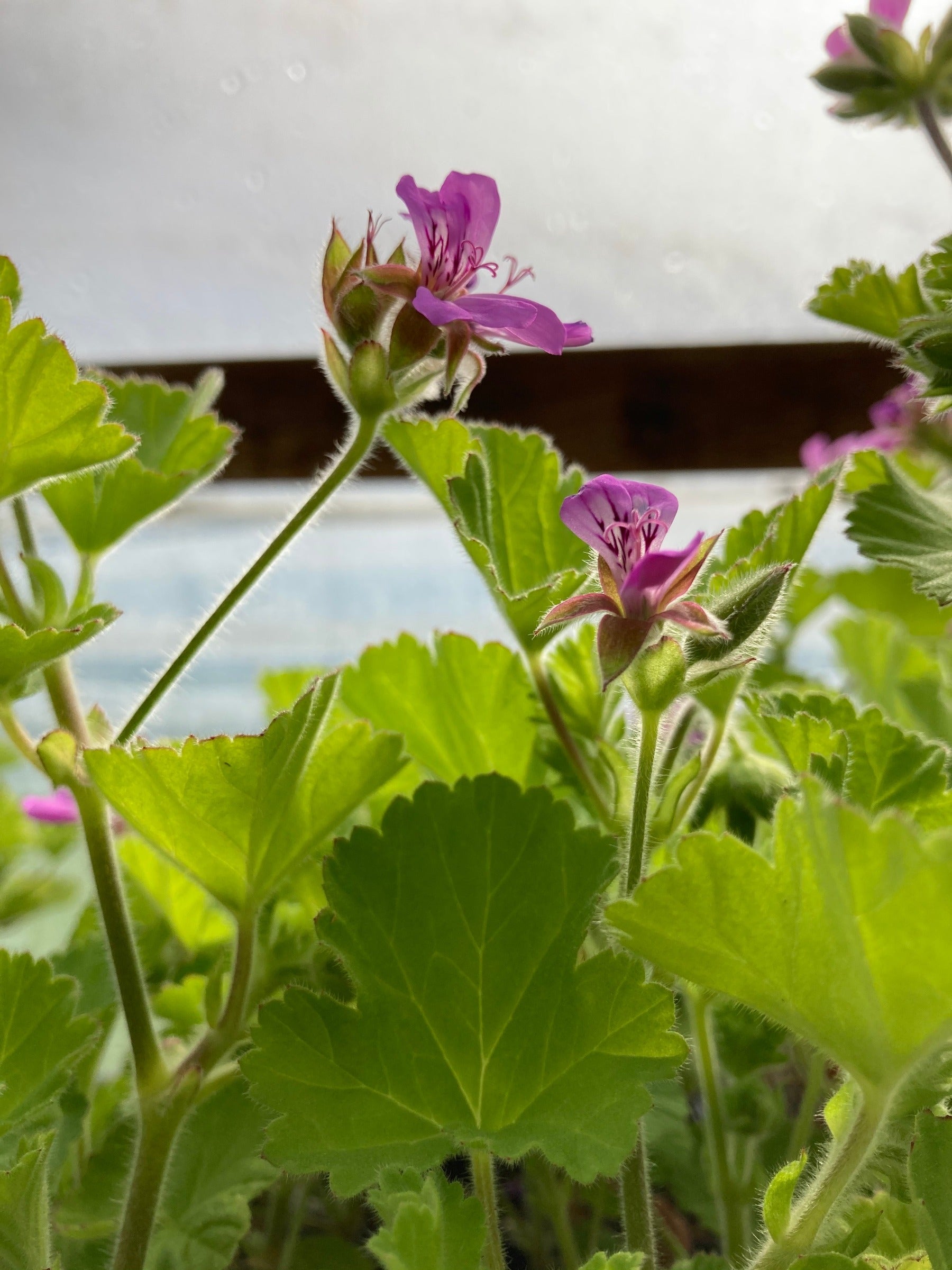 scented geranium plants Pelargonium 'Round Leaf Rose' Rose-scented Geranium