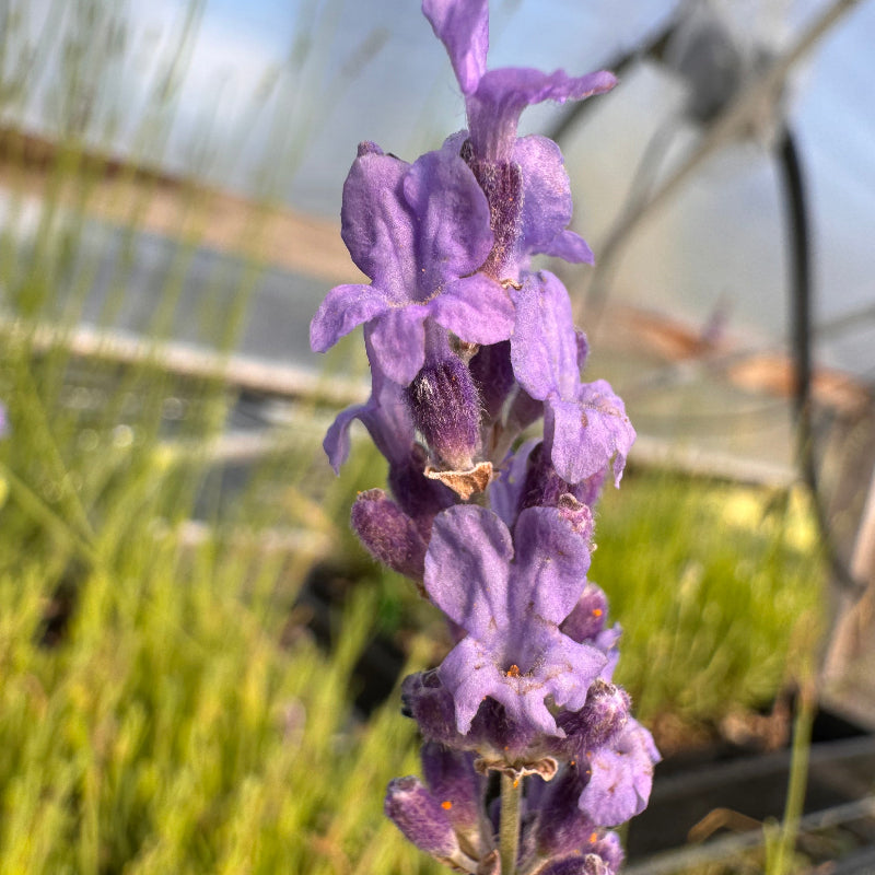 Royal Purple English lavender in bloom