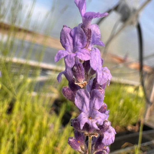 Royal Purple English lavender in bloom