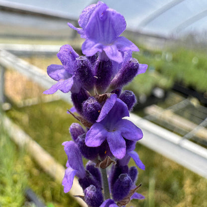Royal Velvet lavender in bloom