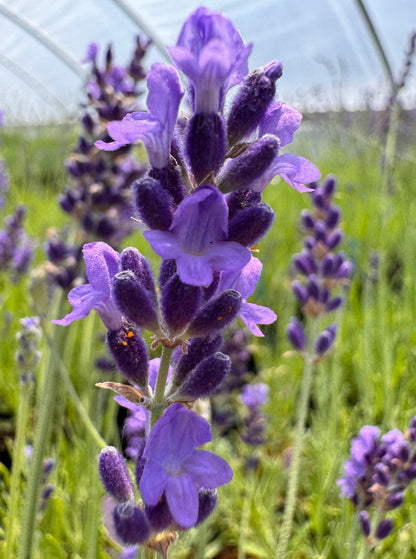 Lavandula angustifolia 'Royal Velvet' Lavender
