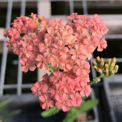 Yarrow Salmon Beauty