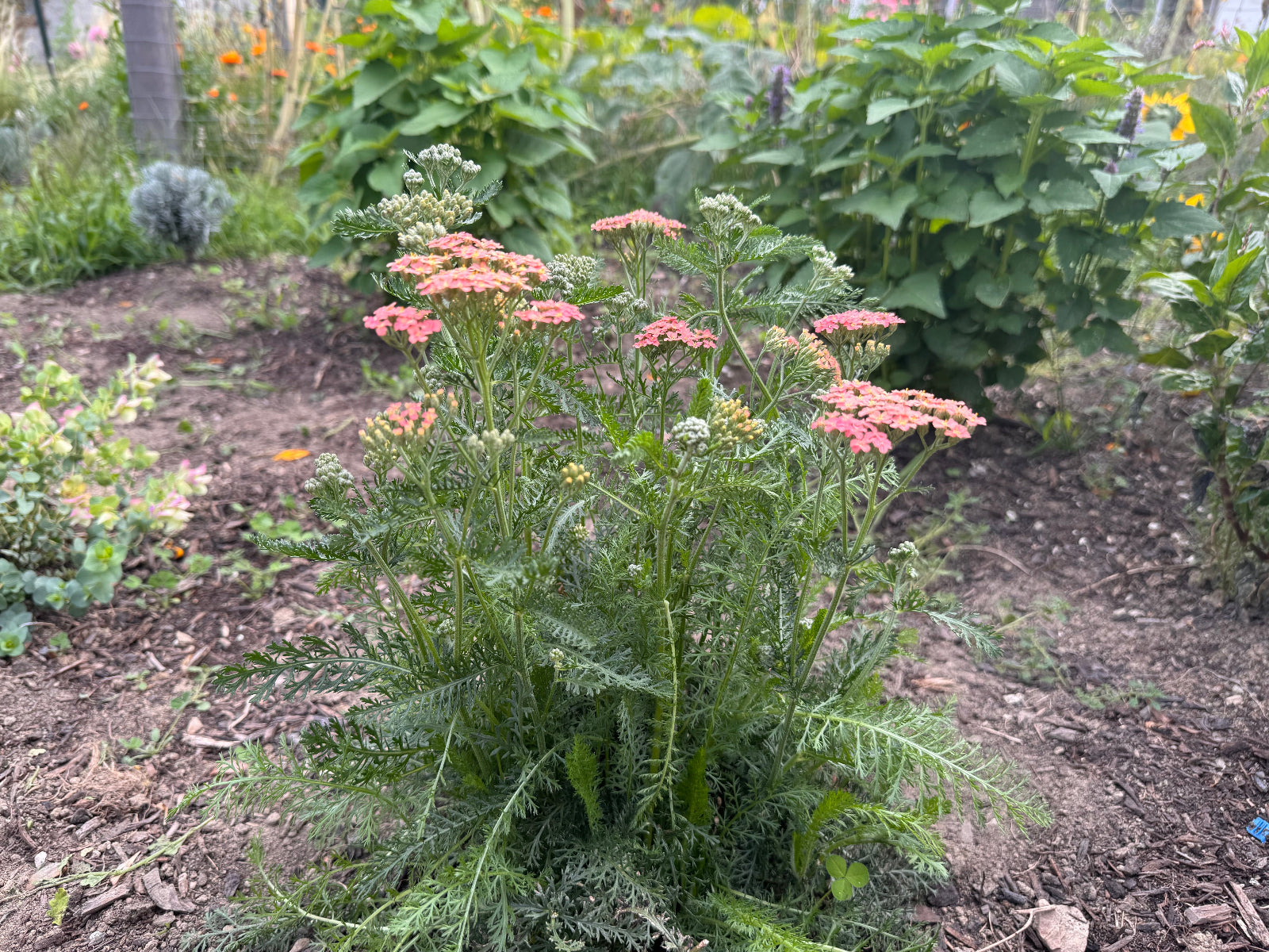 Achillea 'Salmon Beauty' blooming in summer