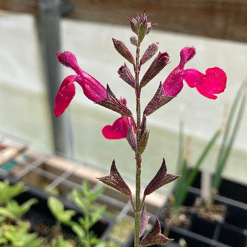 Salvia ‘Raspberry Royale’ | Hardy Hummingbird Sage Shrub – Charsaw Farms